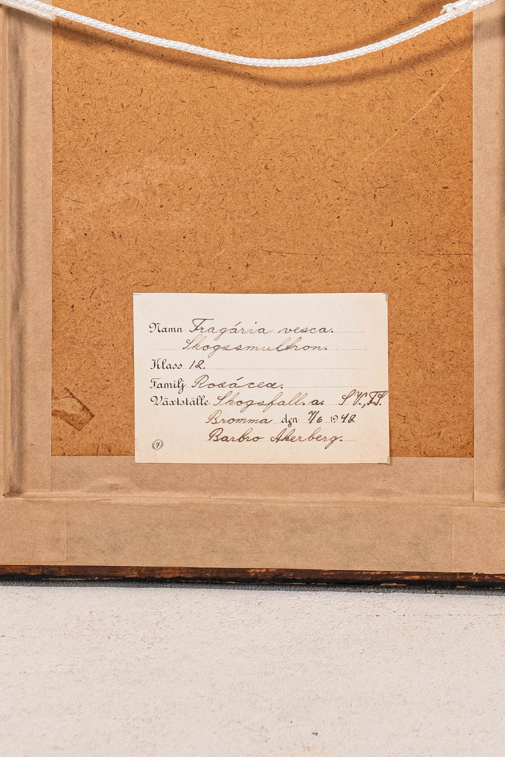 PAIR Swedish Herbariums in Black + Gilt Frames (d.1953)
