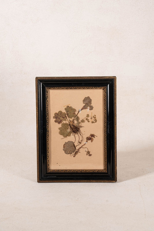 PAIR Swedish Herbariums in Black + Gilt Frames (d. 1942-43)