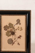 Load image into Gallery viewer, PAIR Swedish Herbariums in Black + Gilt Frames (d.1953)
