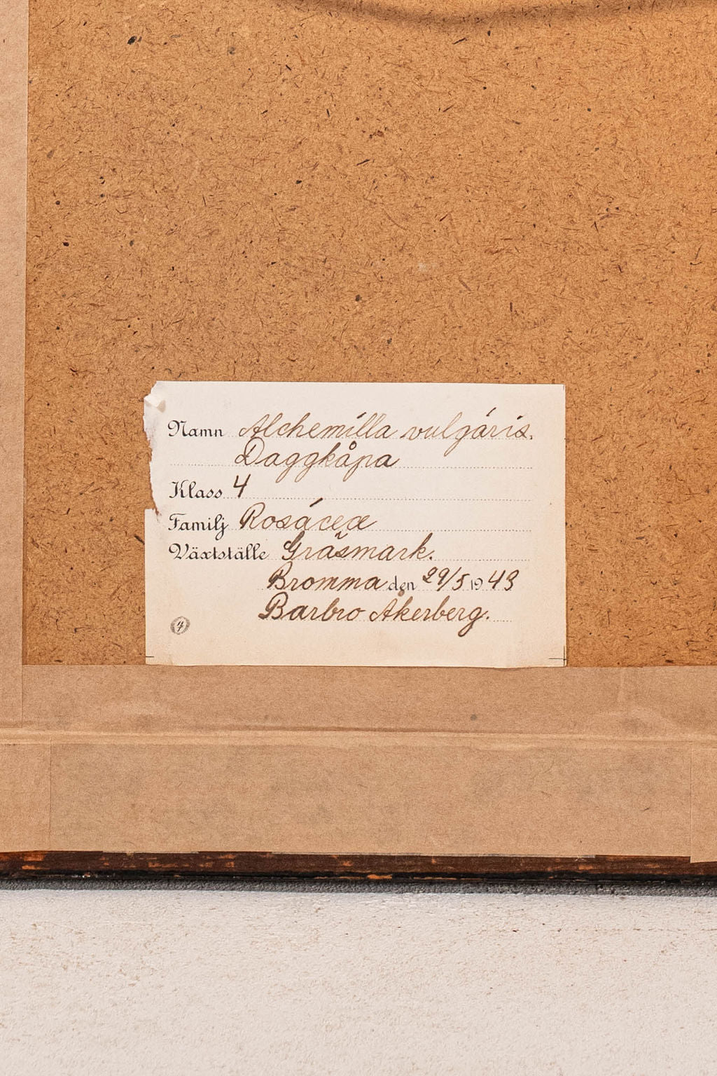 PAIR Swedish Herbariums in Black + Gilt Frames (d.1953)