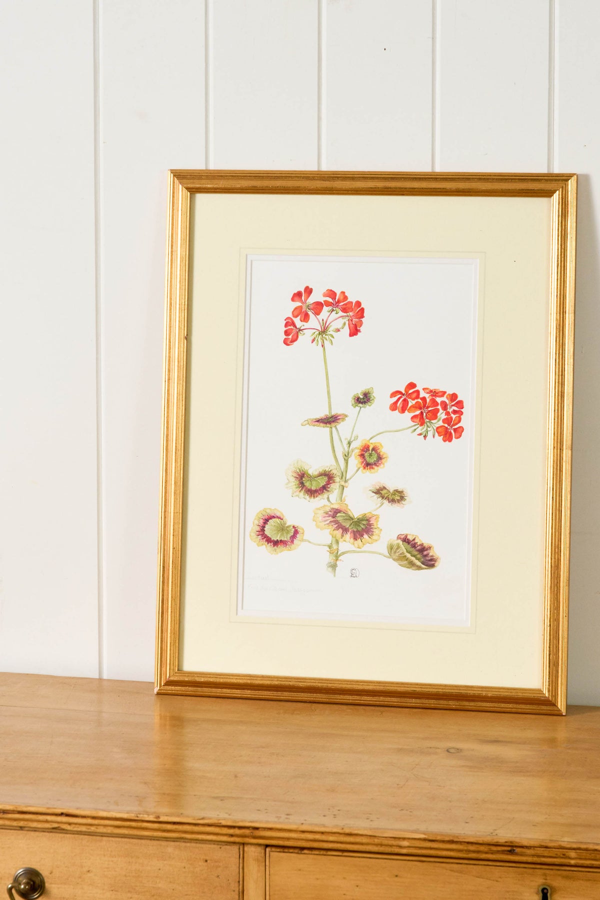 Hand Colored Herbarium Geranium Botanical