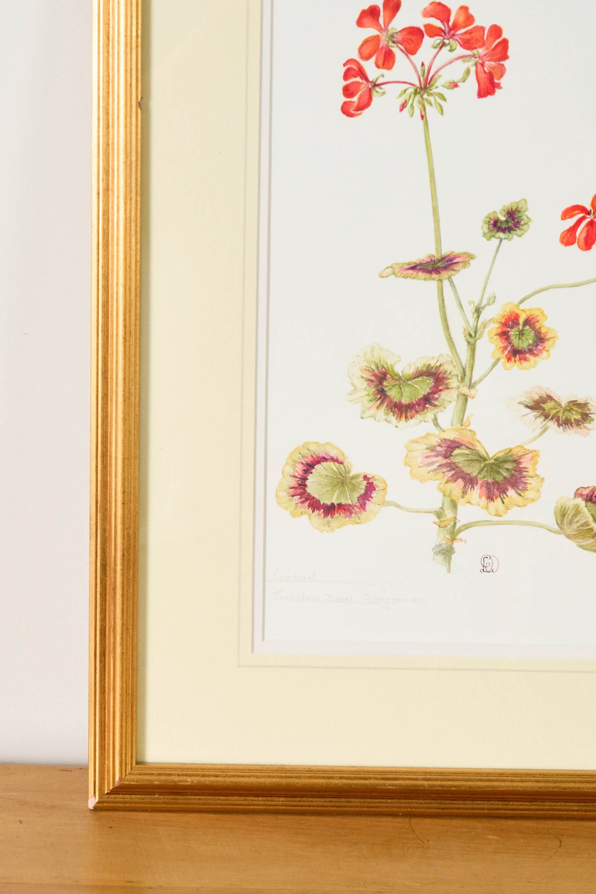 Hand Colored Herbarium Geranium Botanical
