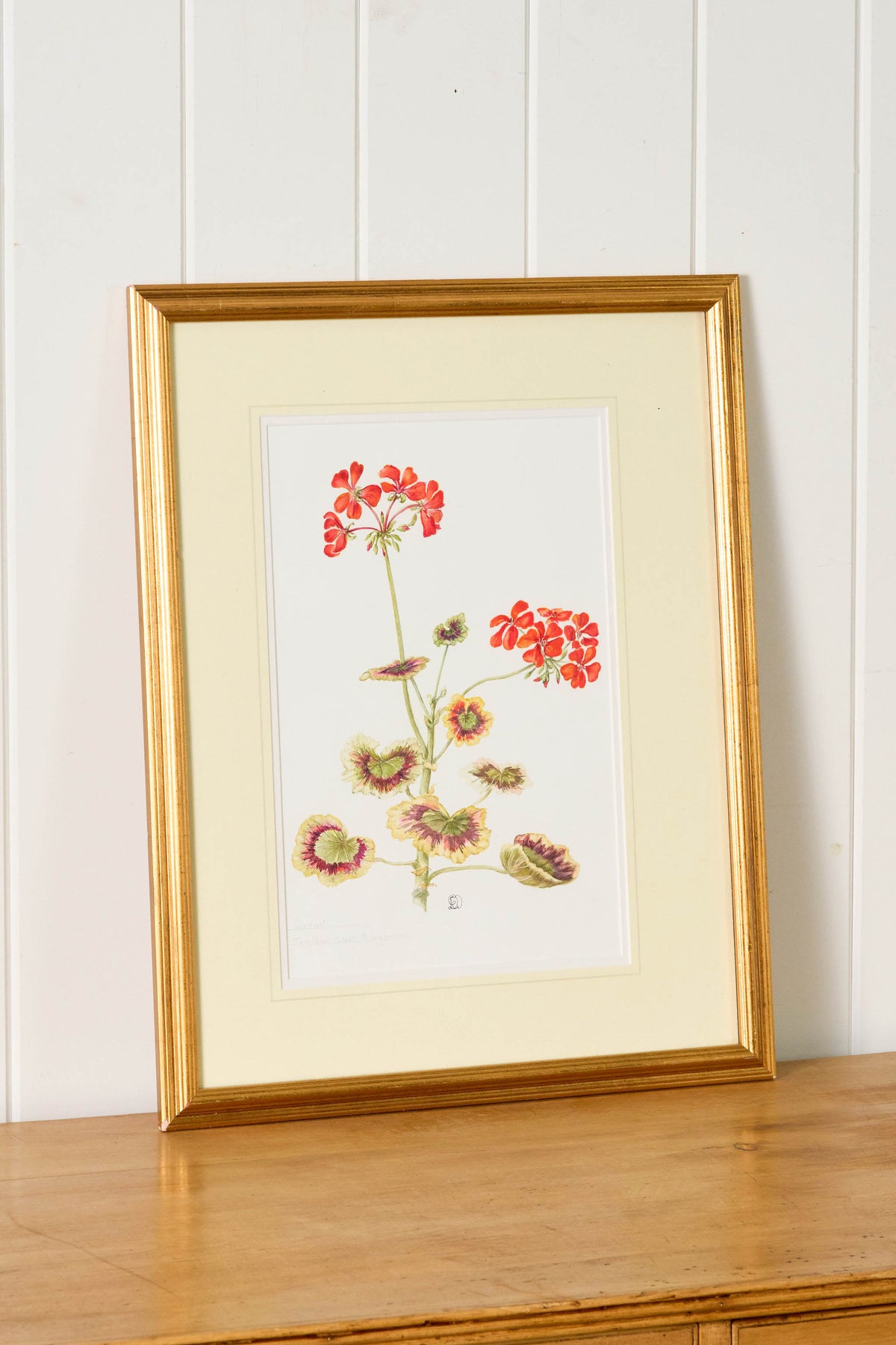 Hand Colored Herbarium Geranium Botanical