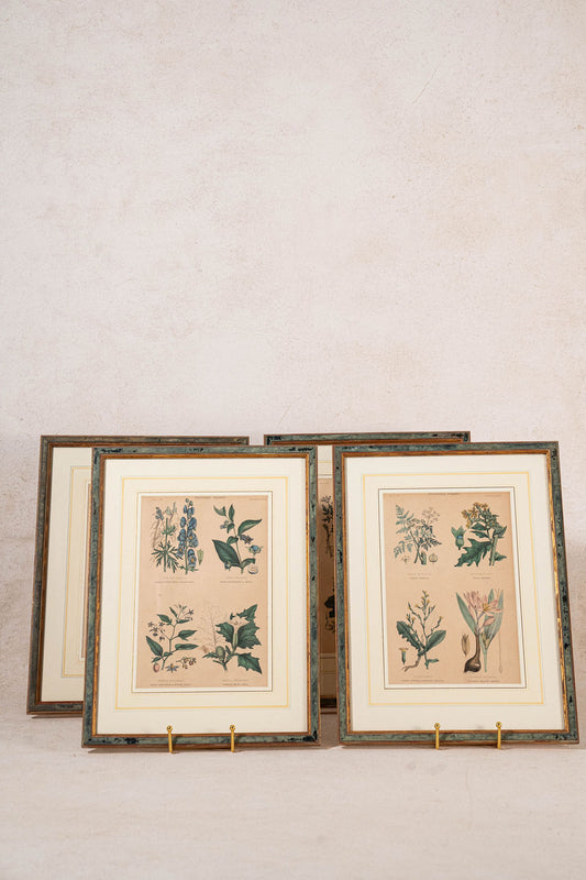 SET of 4 | Framed Antique English Hand Colored Botanical Engravings