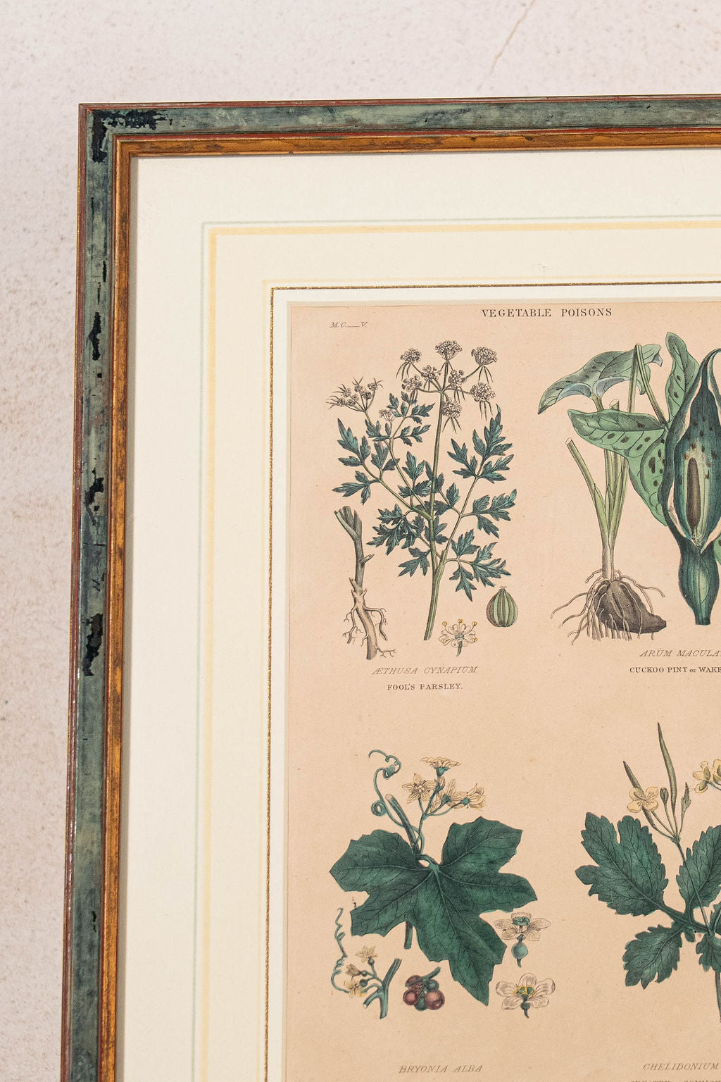 SET of 4 | Framed Antique English Hand Colored Botanical Engravings