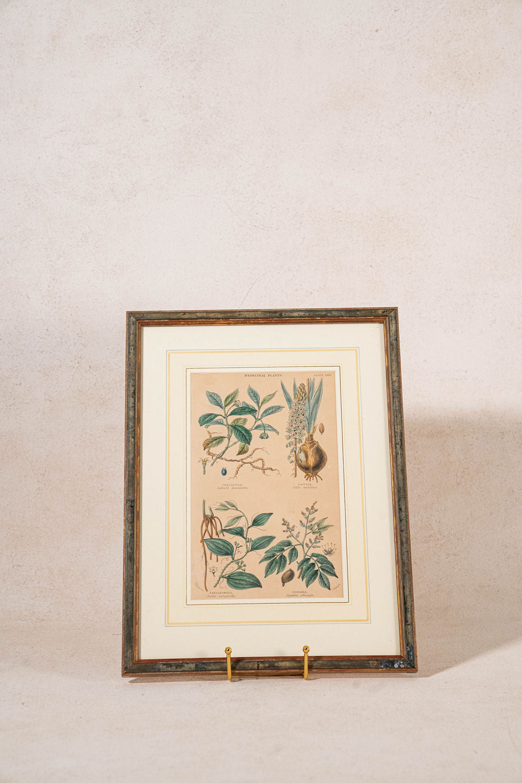 SET of 4 | Framed Antique English Hand Colored Botanical Engravings