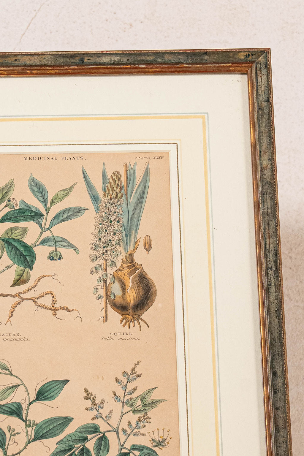 SET of 4 | Framed Antique English Hand Colored Botanical Engravings