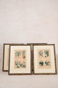 Load image into Gallery viewer, SET of 4 | Framed Antique English Hand Colored Botanical Engravings

