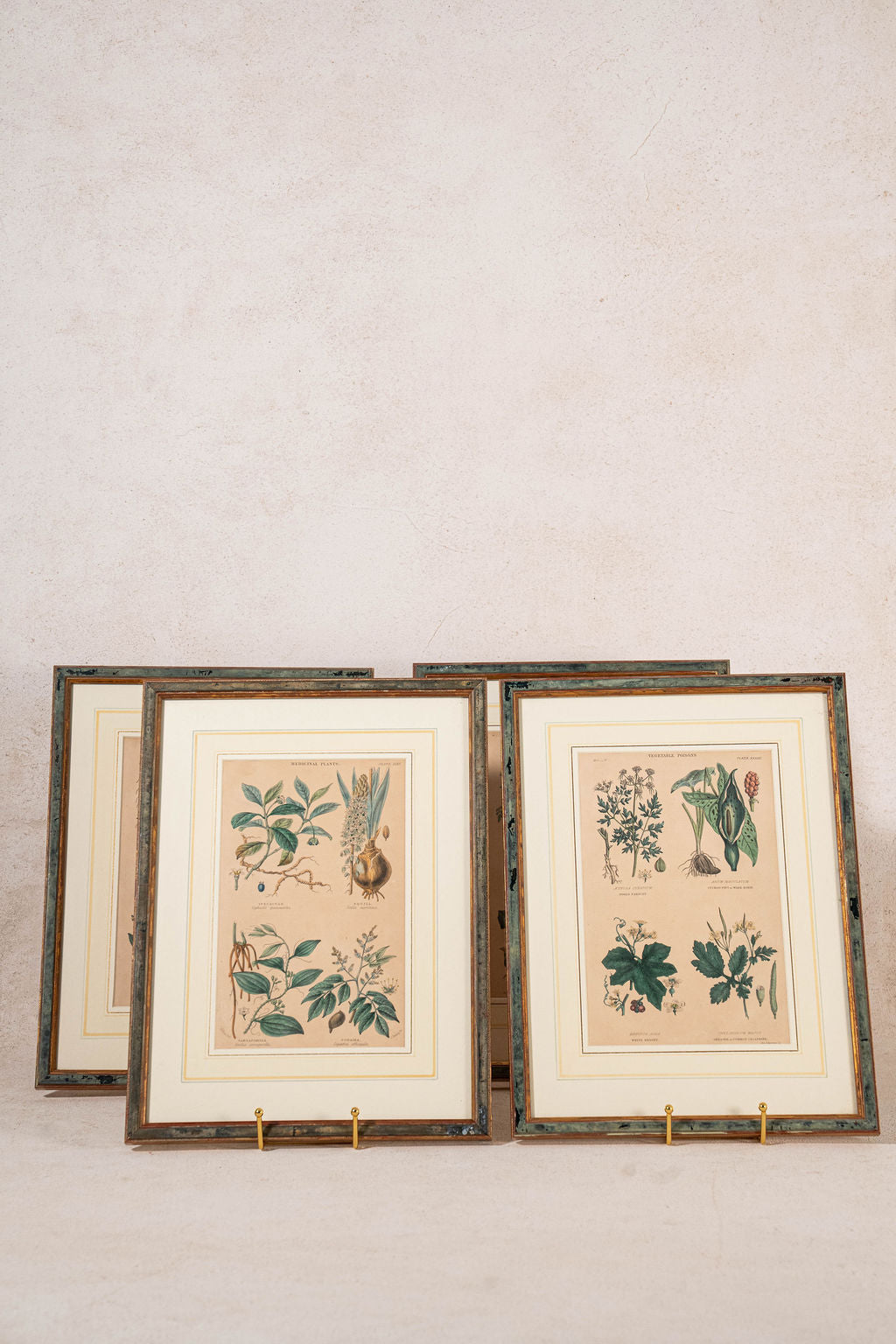 SET of 4 | Framed Antique English Hand Colored Botanical Engravings