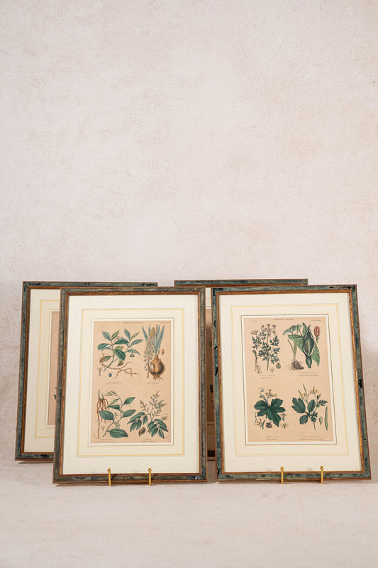 SET of 4 | Framed Antique English Hand Colored Botanical Engravings