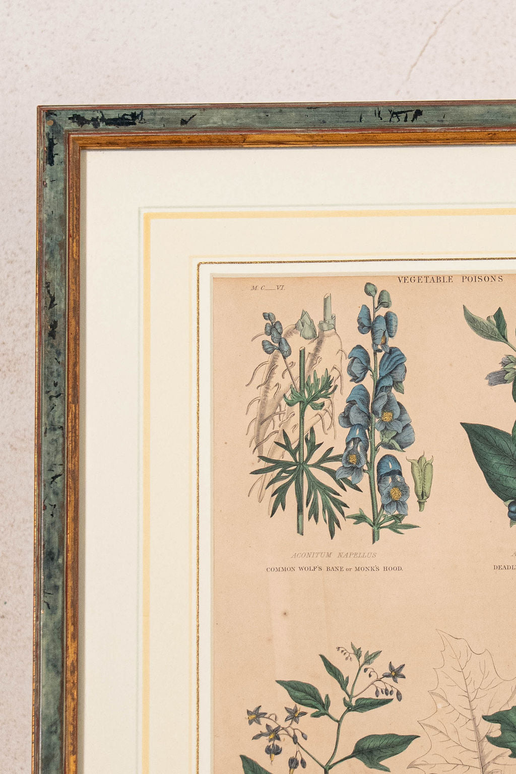 SET of 4 | Framed Antique English Hand Colored Botanical Engravings