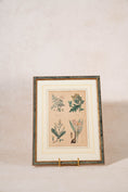Load image into Gallery viewer, SET of 4 | Framed Antique English Hand Colored Botanical Engravings
