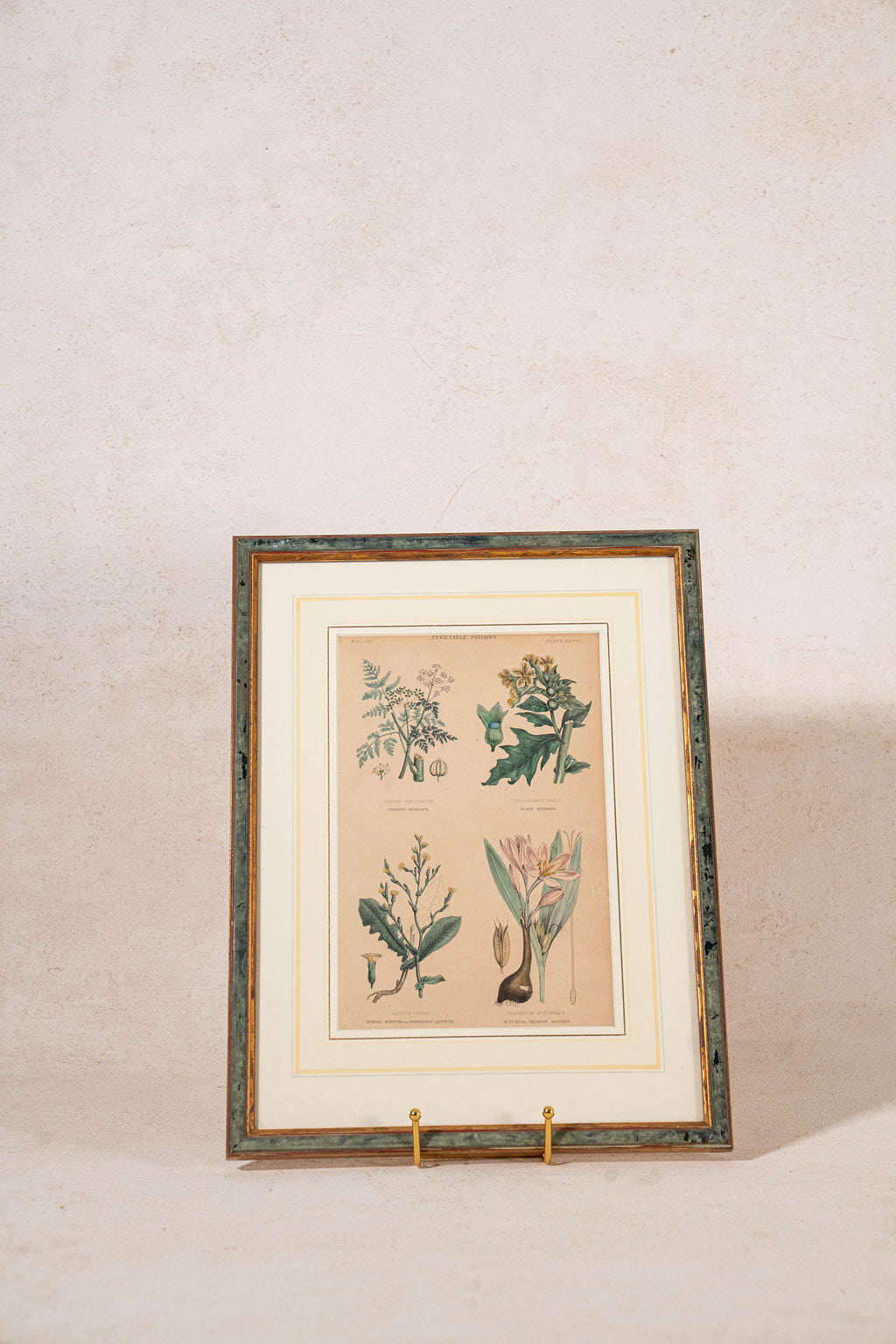 SET of 4 | Framed Antique English Hand Colored Botanical Engravings