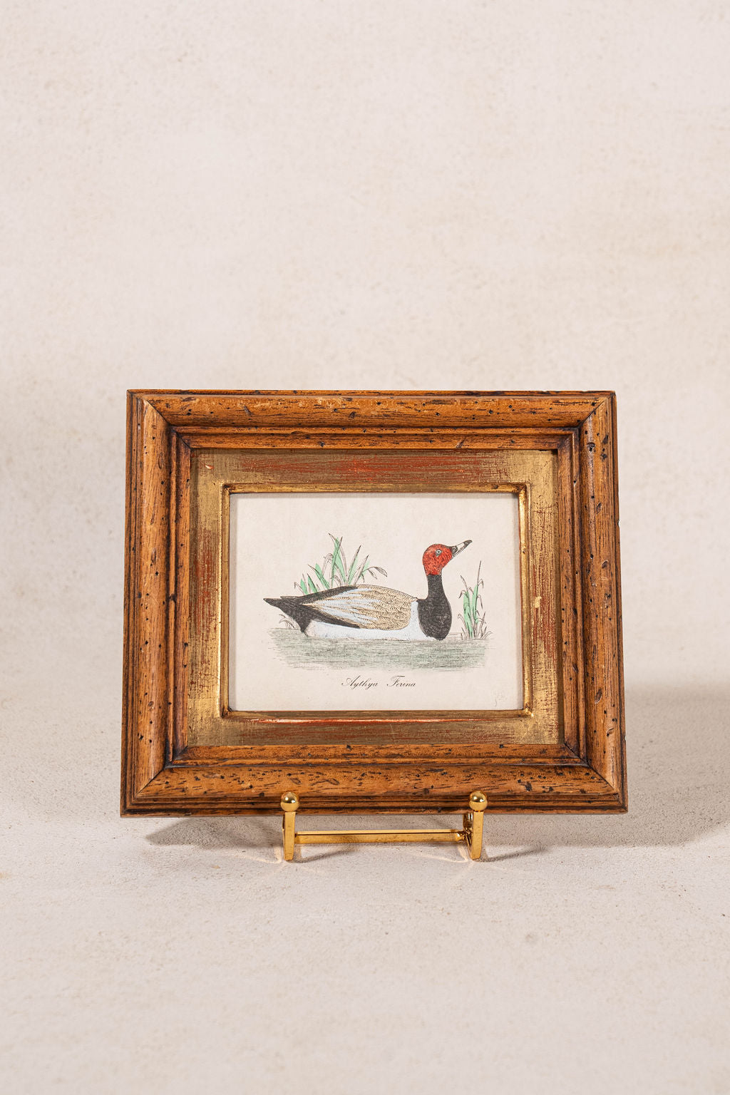 Antique Hand Colored Duck Engraving in Vintage Oak Frame