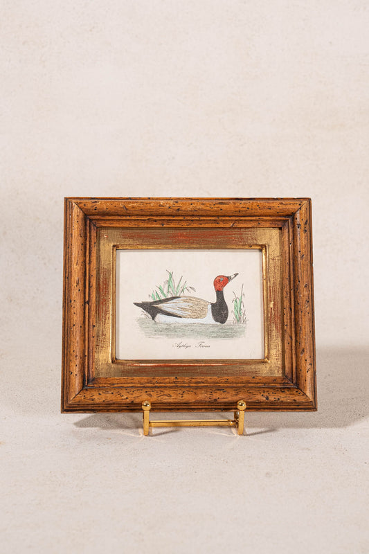 Antique Hand Colored Duck Engraving in Vintage Oak Frame