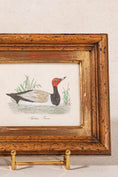 Load image into Gallery viewer, Antique Hand Colored Duck Engraving in Vintage Oak Frame
