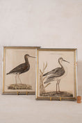 Load image into Gallery viewer, PAIR of Gilt Wood Framed 18th Century Hand Colored Bird Engravings
