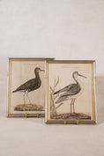 Load image into Gallery viewer, PAIR of Gilt Wood Framed 18th Century Hand Colored Bird Engravings
