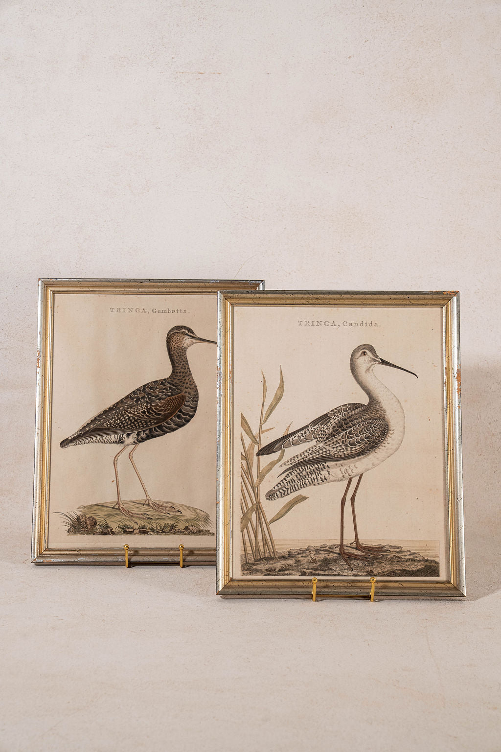 PAIR of Gilt Wood Framed 18th Century Hand Colored Bird Engravings