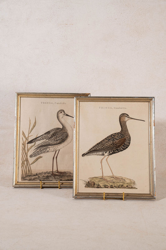 PAIR of Gilt Wood Framed 18th Century Hand Colored Bird Engravings