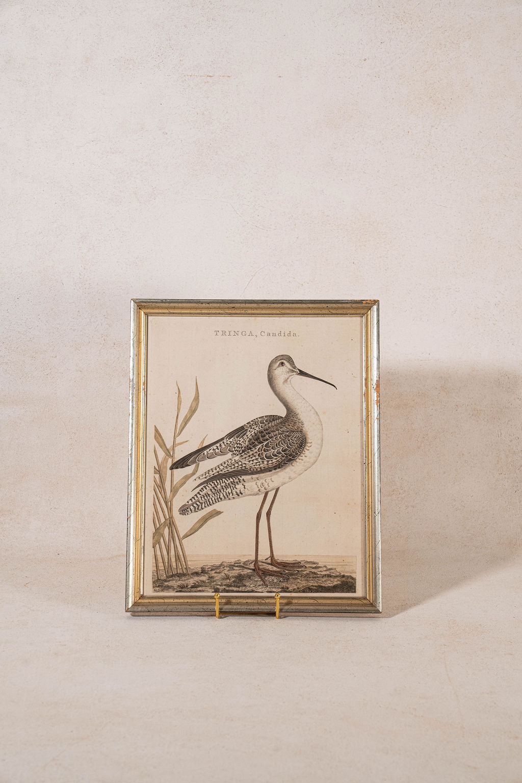 PAIR of Gilt Wood Framed 18th Century Hand Colored Bird Engravings