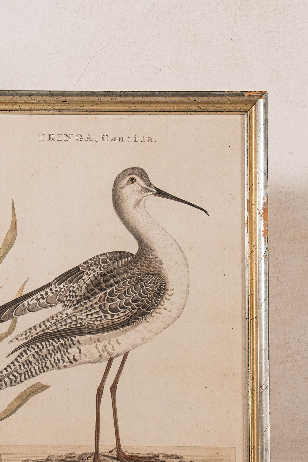 PAIR of Gilt Wood Framed 18th Century Hand Colored Bird Engravings