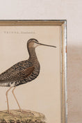 Load image into Gallery viewer, PAIR of Gilt Wood Framed 18th Century Hand Colored Bird Engravings
