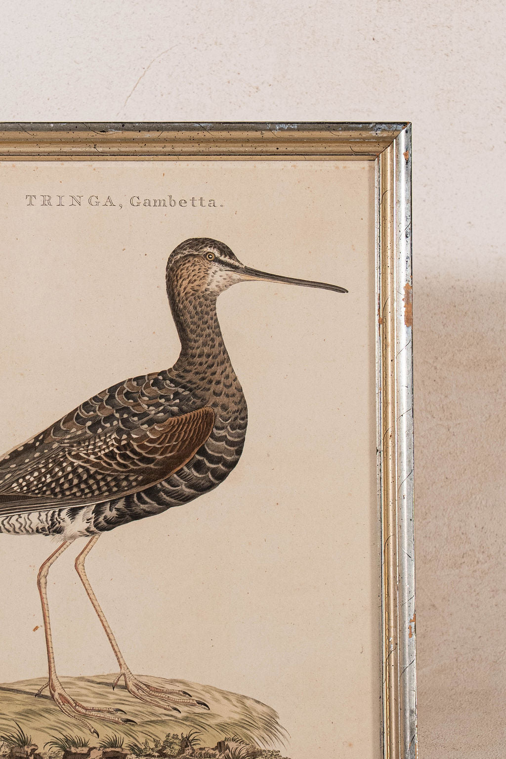 PAIR of Gilt Wood Framed 18th Century Hand Colored Bird Engravings