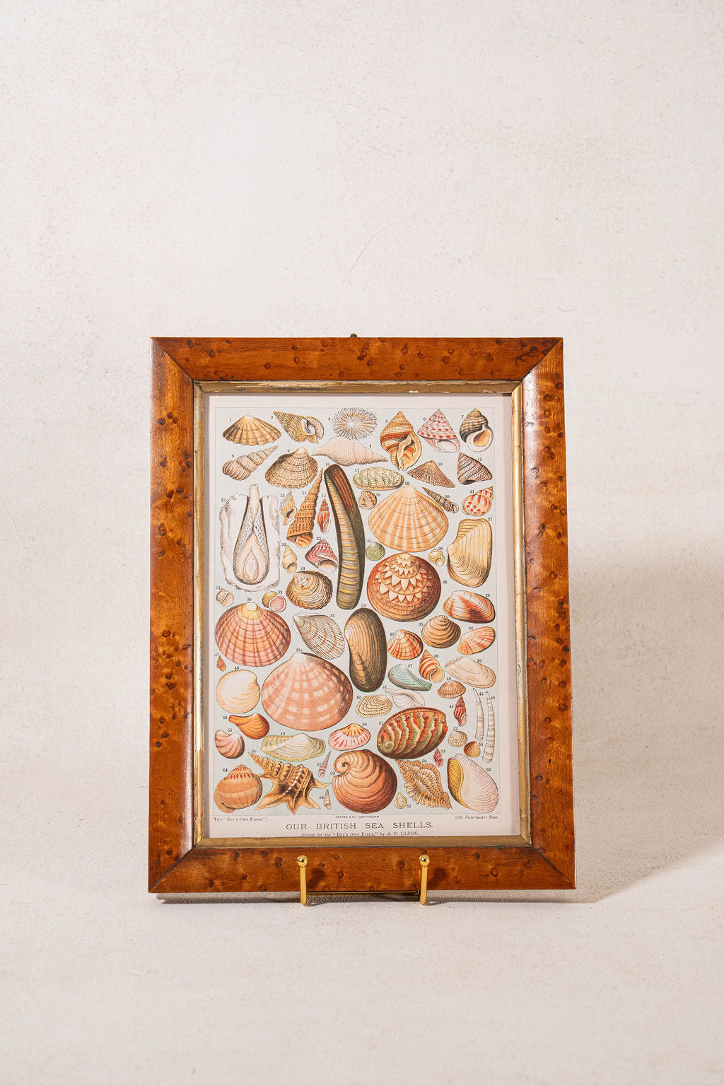 Antique British Colorful Seashell Print (c. 1900) in Antique Maple Frame