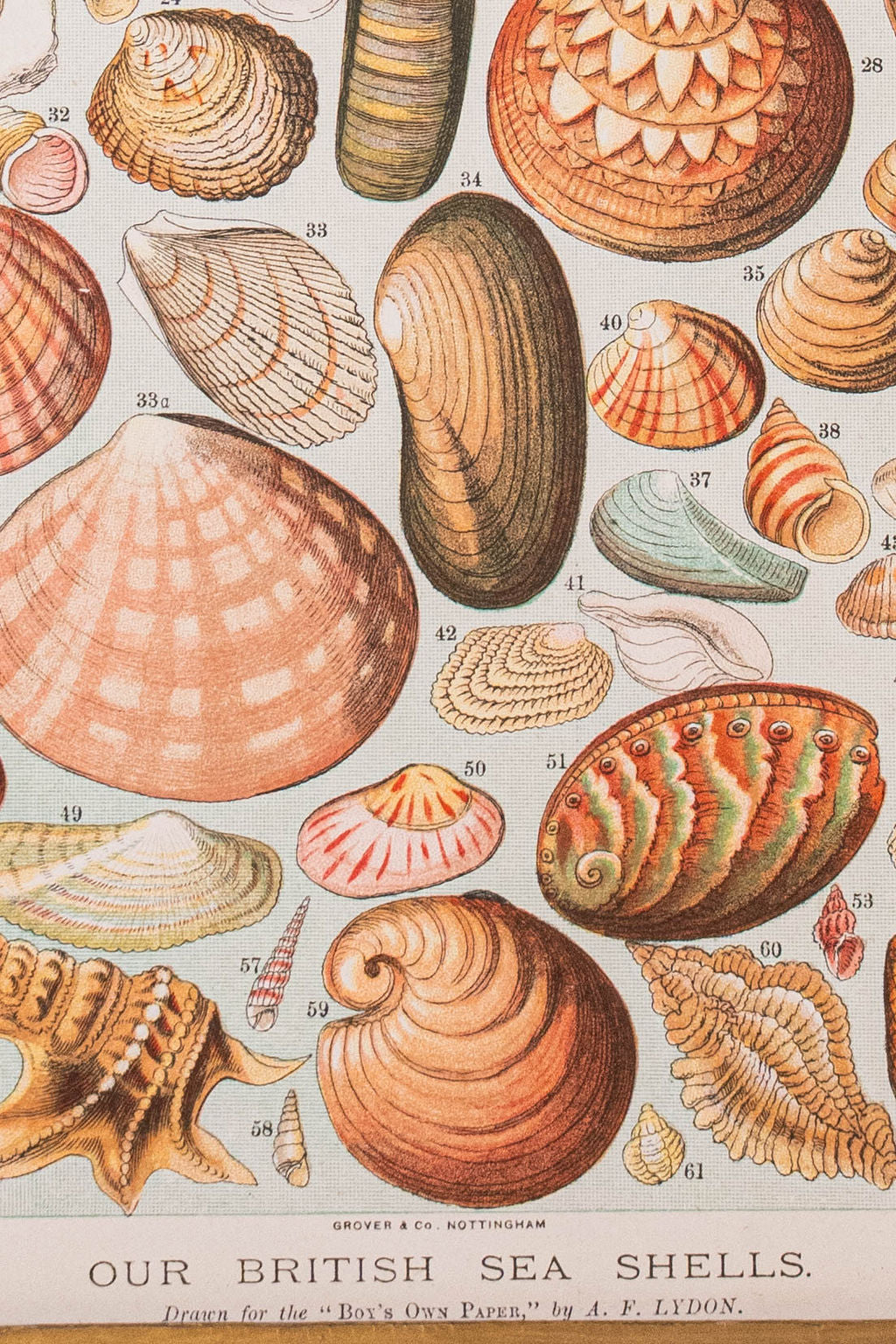 Antique British Colorful Seashell Print (c. 1900) in Antique Maple Frame
