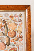 Load image into Gallery viewer, Antique British Colorful Seashell Print (c. 1900) in Antique Maple Frame

