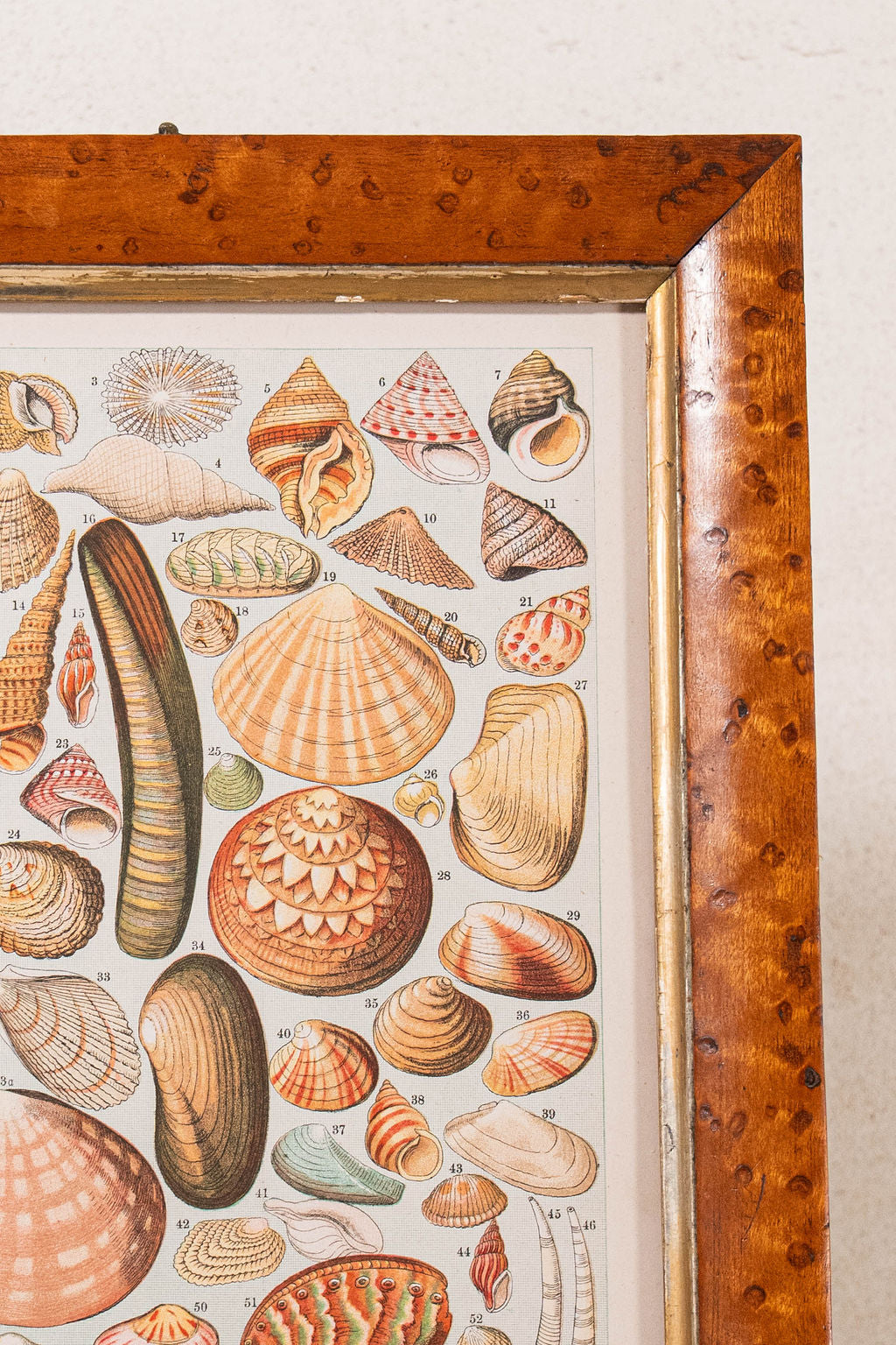 Antique British Colorful Seashell Print (c. 1900) in Antique Maple Frame