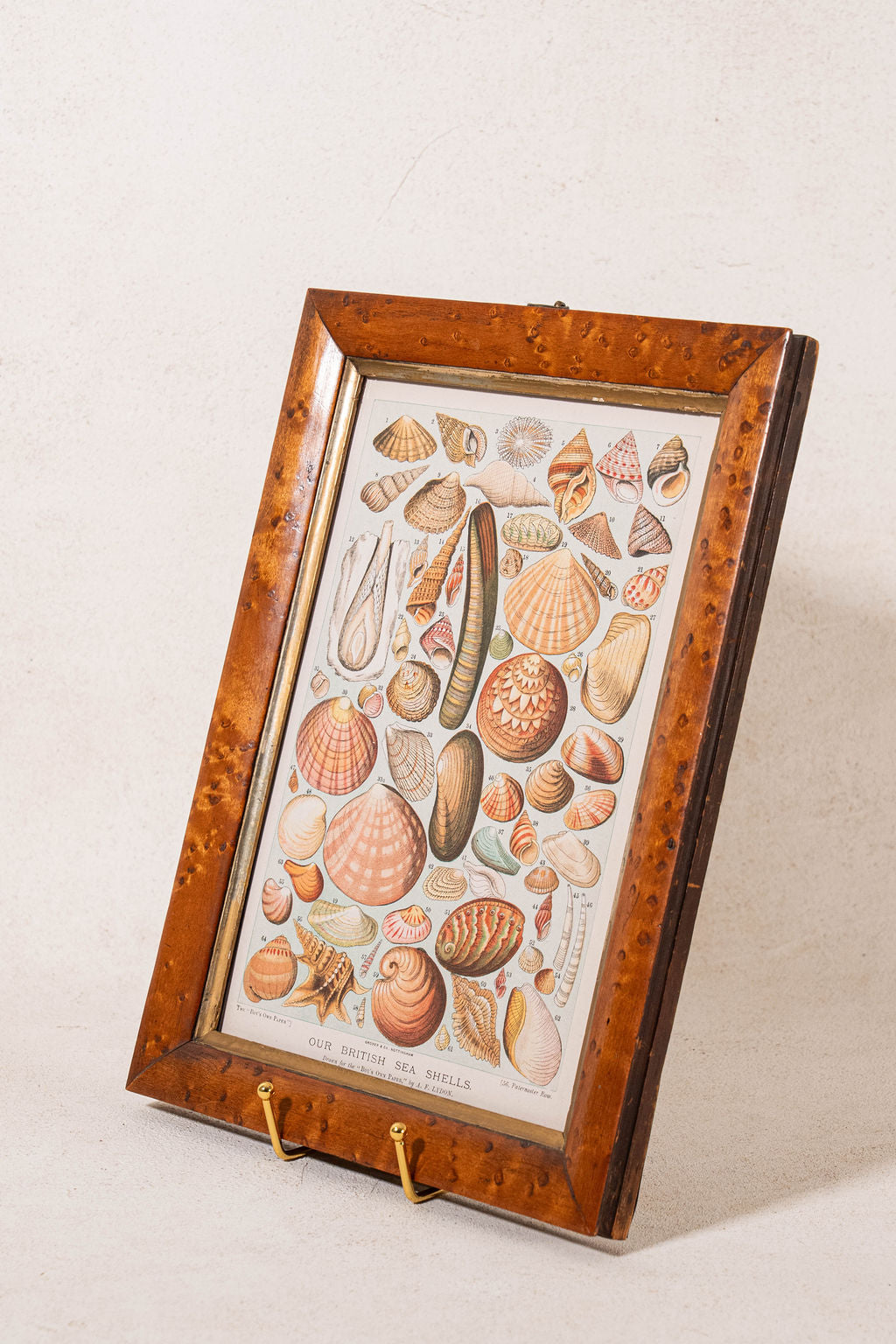 Antique British Colorful Seashell Print (c. 1900) in Antique Maple Frame