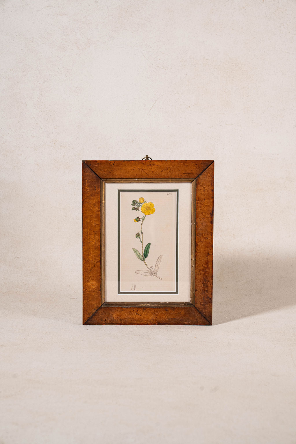 Antique Hand Colored Yellow Botanical Engraving (c. 1810) Double Matted in Antique Maple Frame