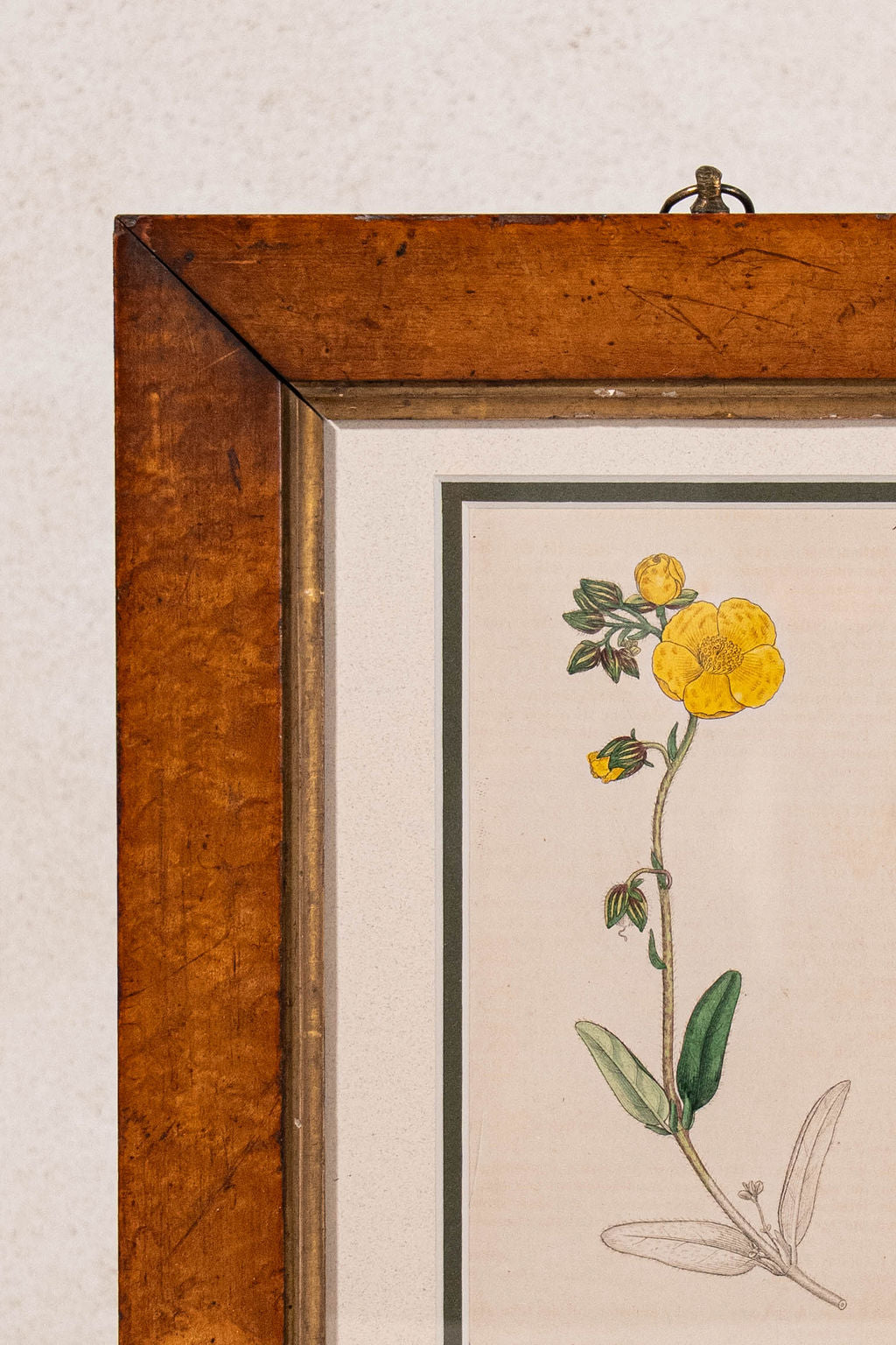 Antique Hand Colored Yellow Botanical Engraving (c. 1810) Double Matted in Antique Maple Frame
