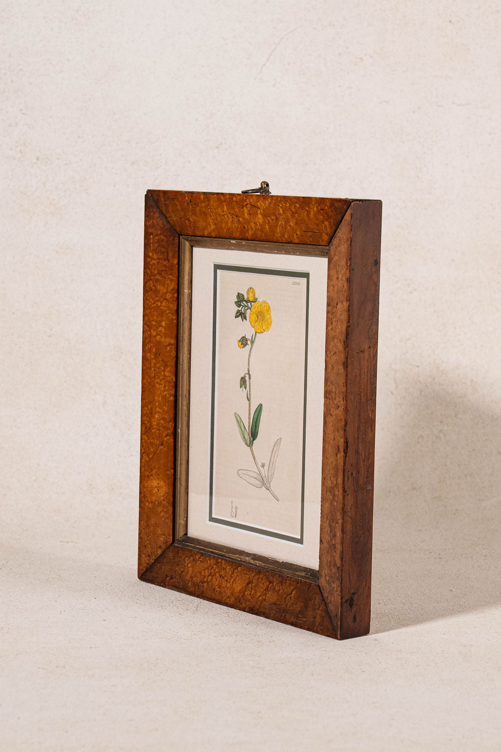 Antique Hand Colored Yellow Botanical Engraving (c. 1810) Double Matted in Antique Maple Frame