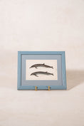 Load image into Gallery viewer, Antique Dolphin Print (c. 1900) Float Mount in Blue Vintage Frame
