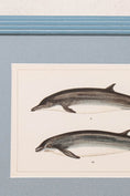Load image into Gallery viewer, Antique Dolphin Print (c. 1900) Float Mount in Blue Vintage Frame
