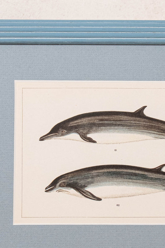 Antique Dolphin Print (c. 1900) Float Mount in Blue Vintage Frame
