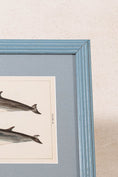 Load image into Gallery viewer, Antique Dolphin Print (c. 1900) Float Mount in Blue Vintage Frame
