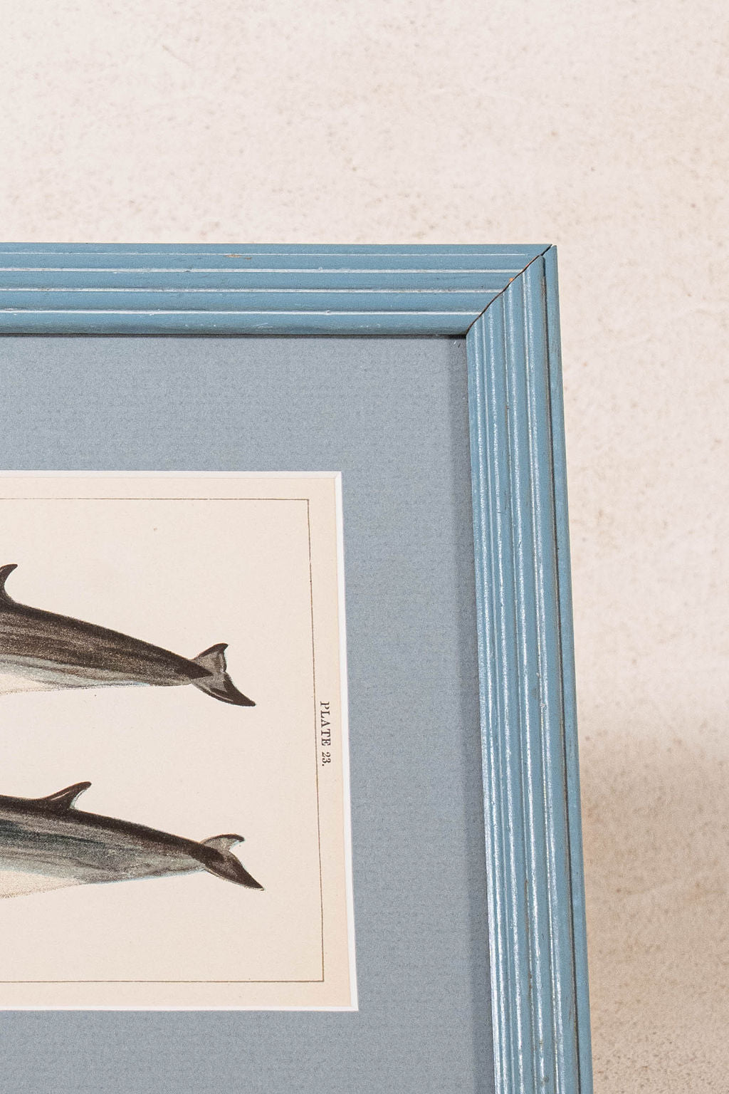 Antique Dolphin Print (c. 1900) Float Mount in Blue Vintage Frame