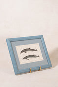 Load image into Gallery viewer, Antique Dolphin Print (c. 1900) Float Mount in Blue Vintage Frame
