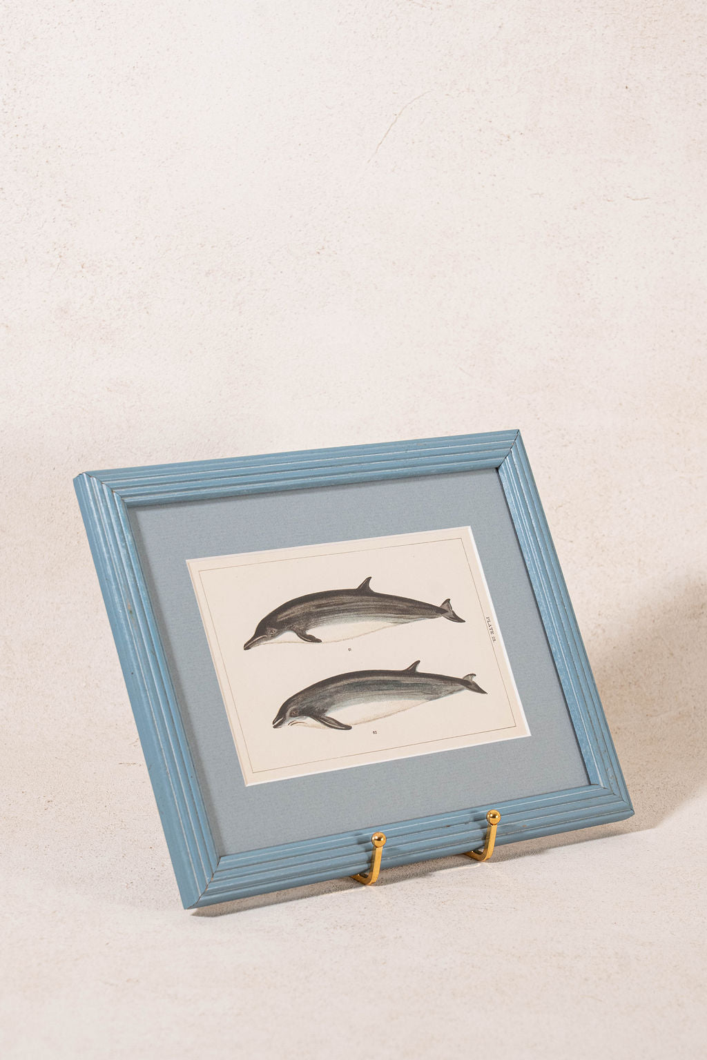 Antique Dolphin Print (c. 1900) Float Mount in Blue Vintage Frame