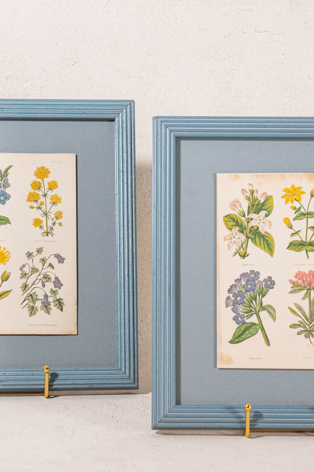 PAIR of Antique Botanical Prints | Custom Float Mount in Blue Vintage Frame