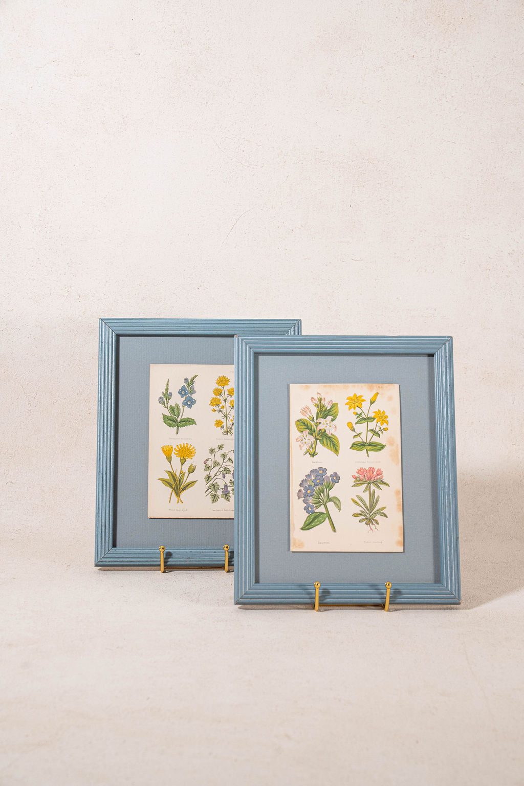 PAIR of Antique Botanical Prints | Custom Float Mount in Blue Vintage Frame