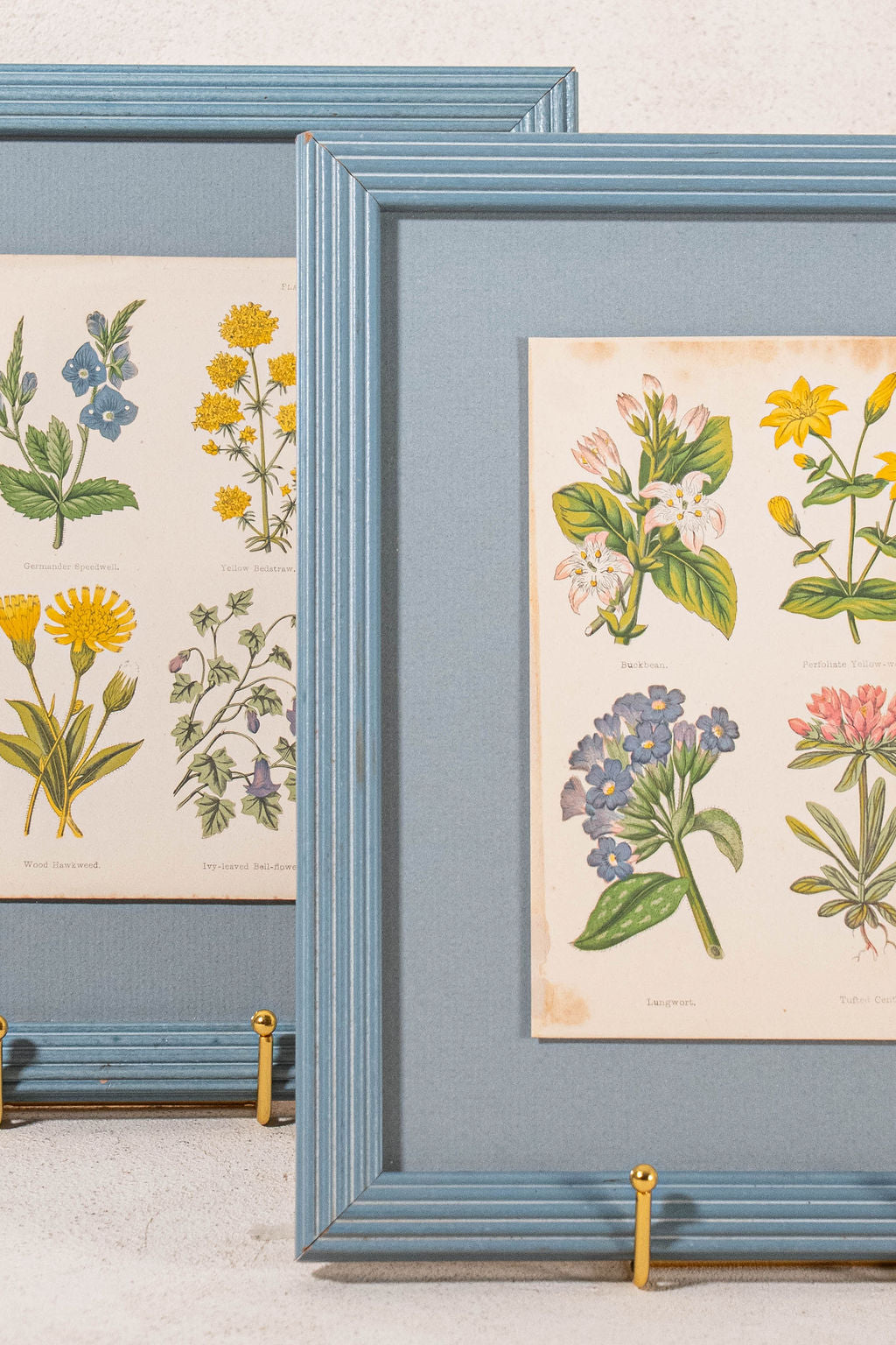 PAIR of Antique Botanical Prints | Custom Float Mount in Blue Vintage Frame