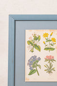 Load image into Gallery viewer, PAIR of Antique Botanical Prints | Custom Float Mount in Blue Vintage Frame
