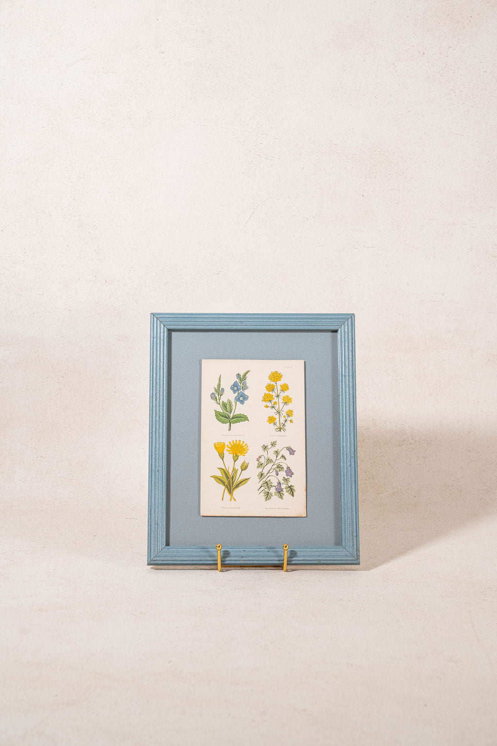 PAIR of Antique Botanical Prints | Custom Float Mount in Blue Vintage Frame