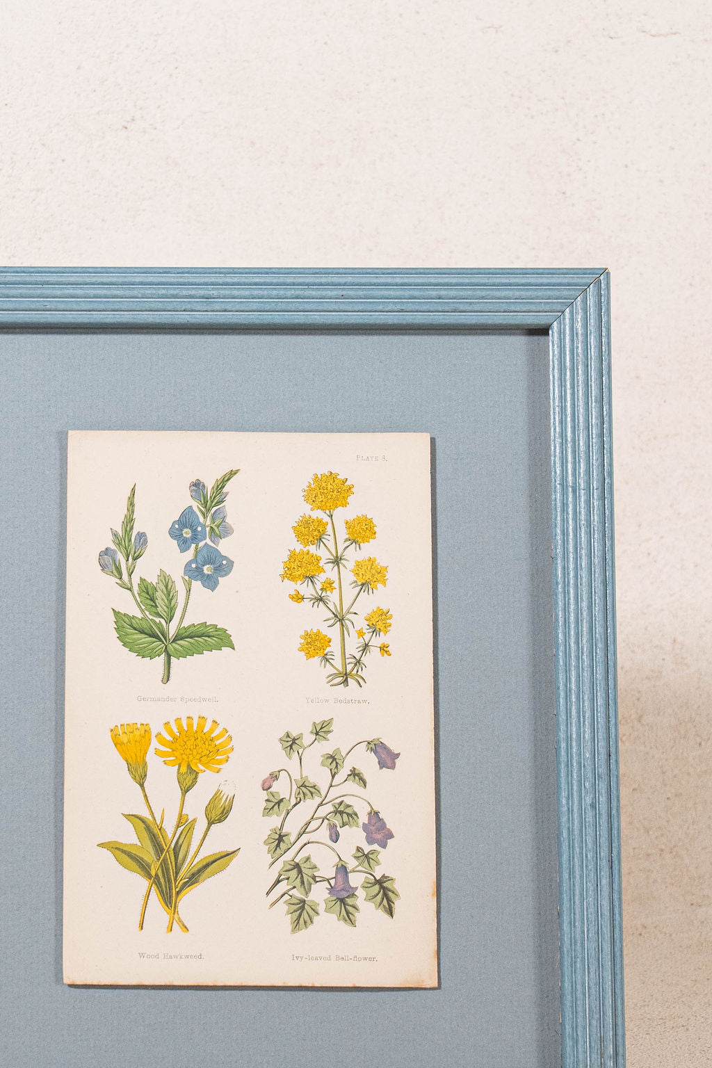 PAIR of Antique Botanical Prints | Custom Float Mount in Blue Vintage Frame