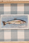 Load image into Gallery viewer, Vintage British Collector’s Cigarette ‘Salmon’ Fish Card | Custom Float Mount on Chelsea Textiles Check Fabric in Vintage Frame
